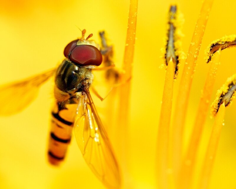 hoverfly on yellow flower