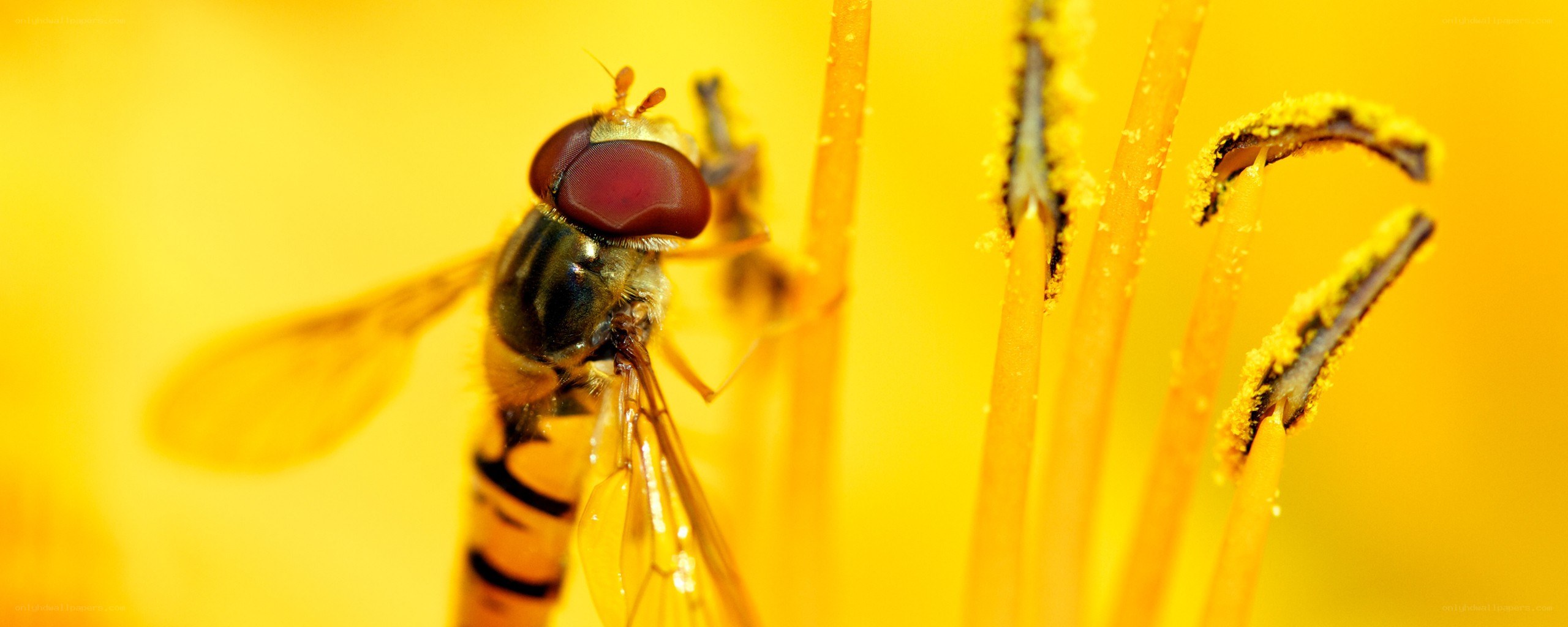 hoverfly on yellow flower