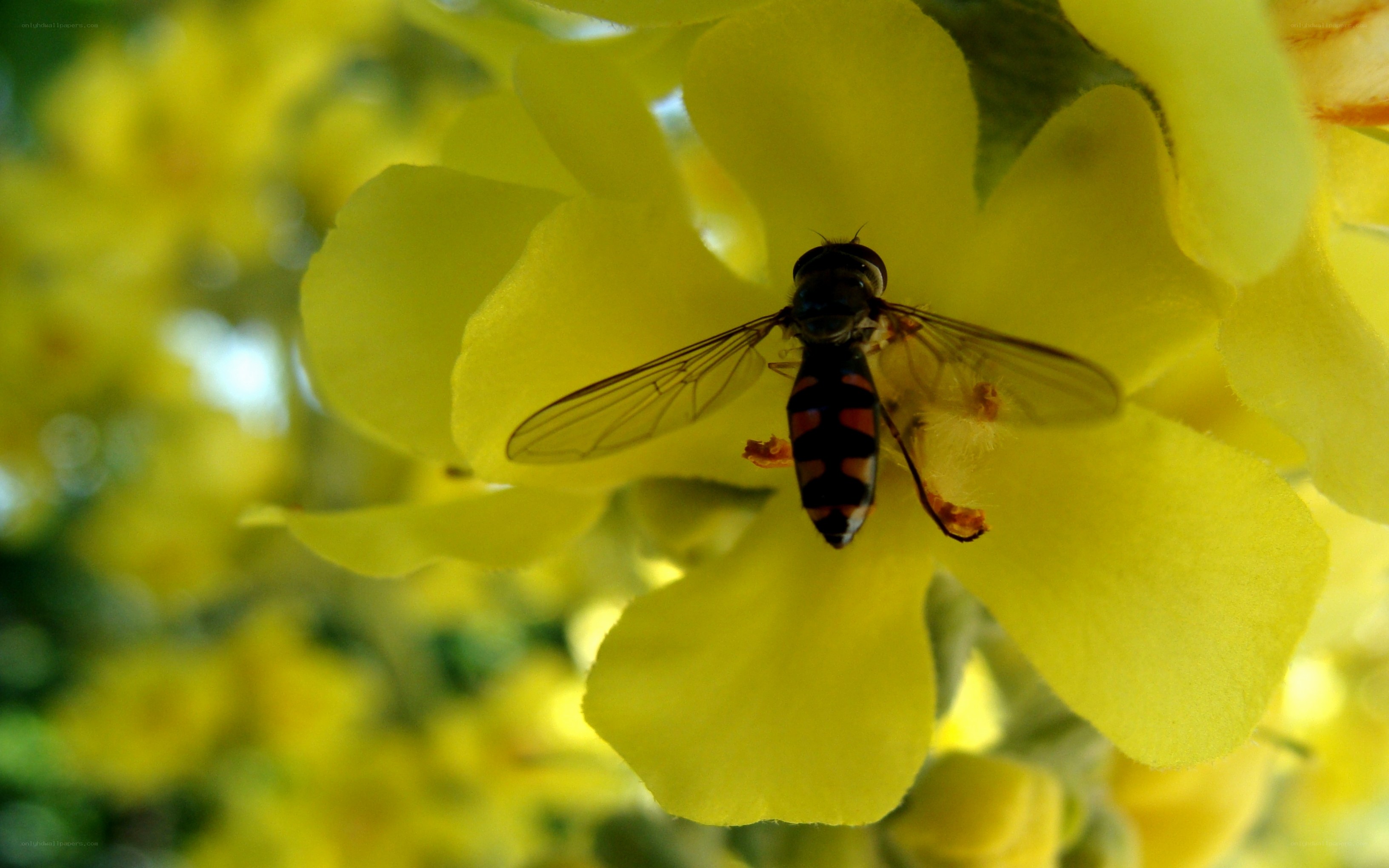hoverfly on yellow flower