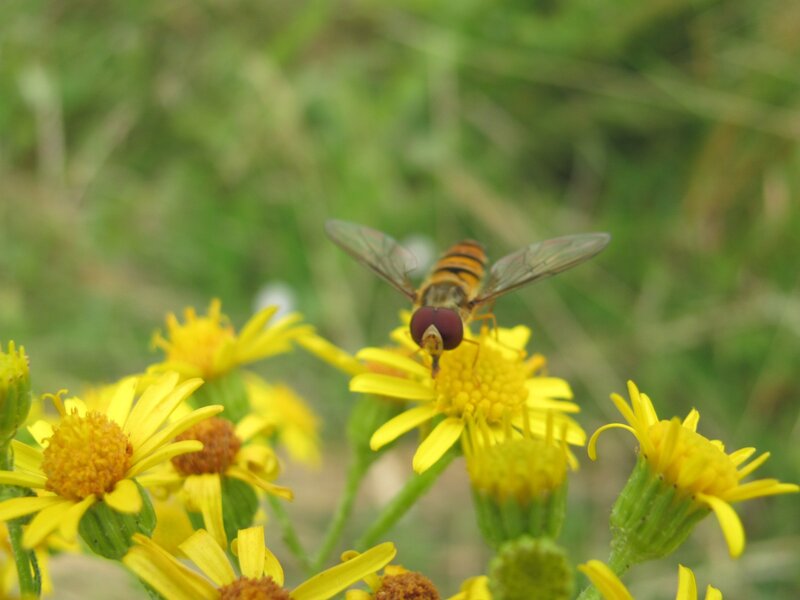 Hoverfly on yellow flower