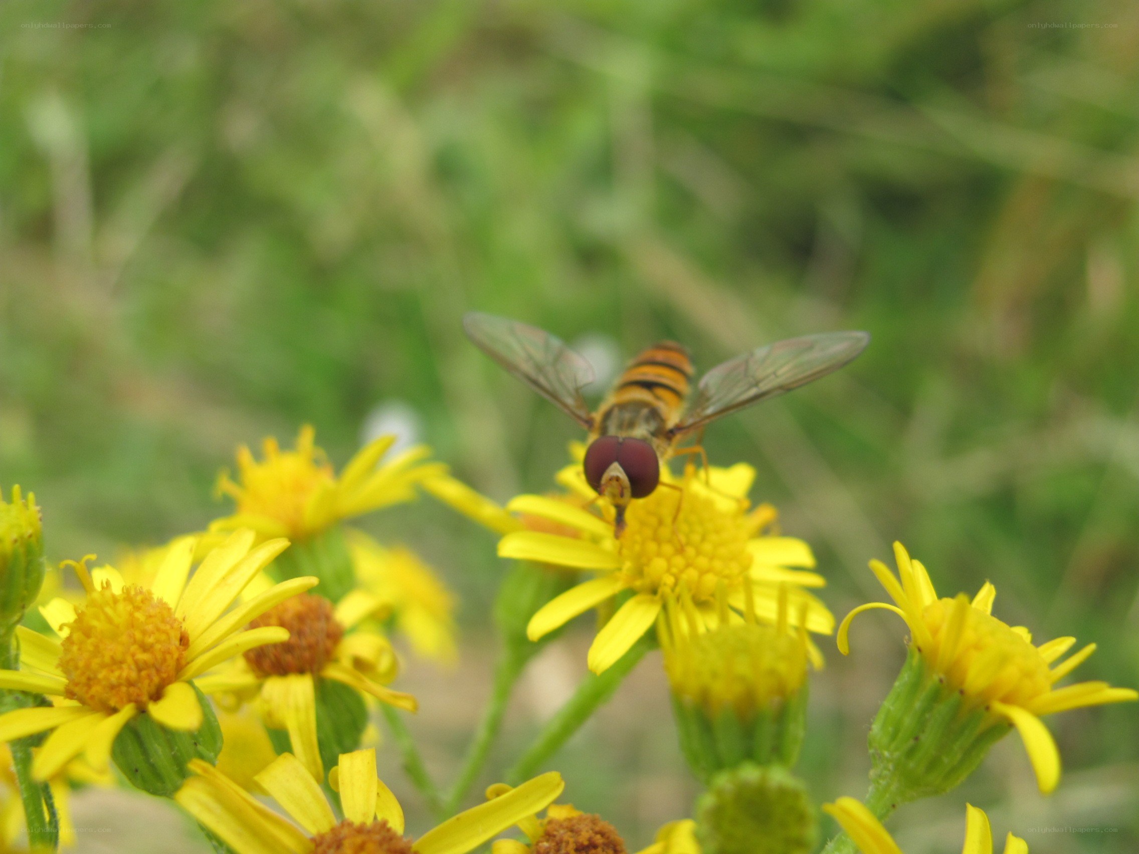 Hoverfly on yellow flower