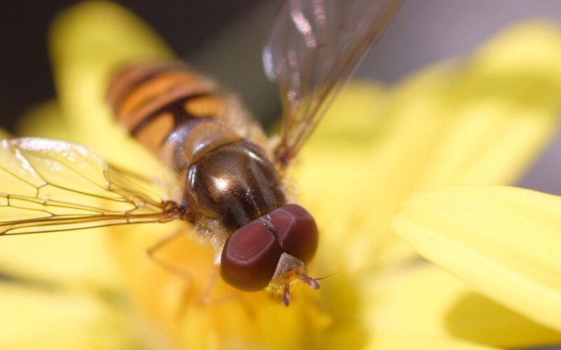 hoverfly on yellow flower
