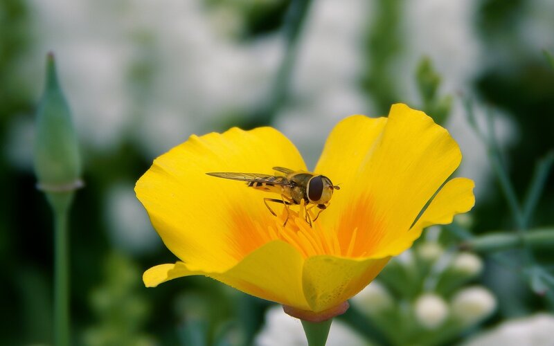 Hoverfly on Yellow Flower — Calm, Afternoon, Photograph, Insect, Bud
