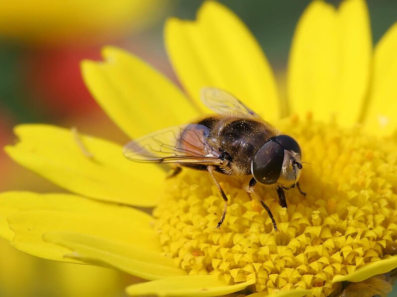 Hoverfly on Yellow Flower — Calm, Afternoon, Photograph, Insect, Petals, Black