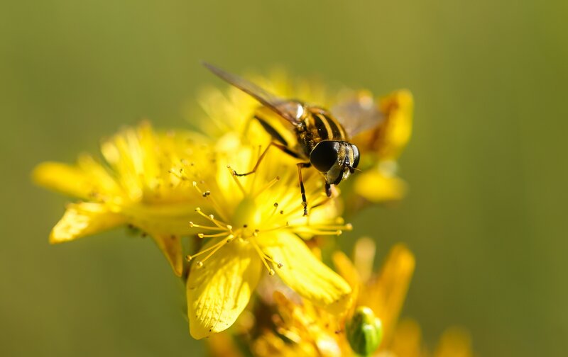 Hoverfly on Yellow Flower — Calm, Afternoon, Photograph, Insect, Stamen