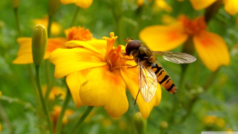 Hoverfly on Yellow Flower — Calm, Afternoon, Photograph
