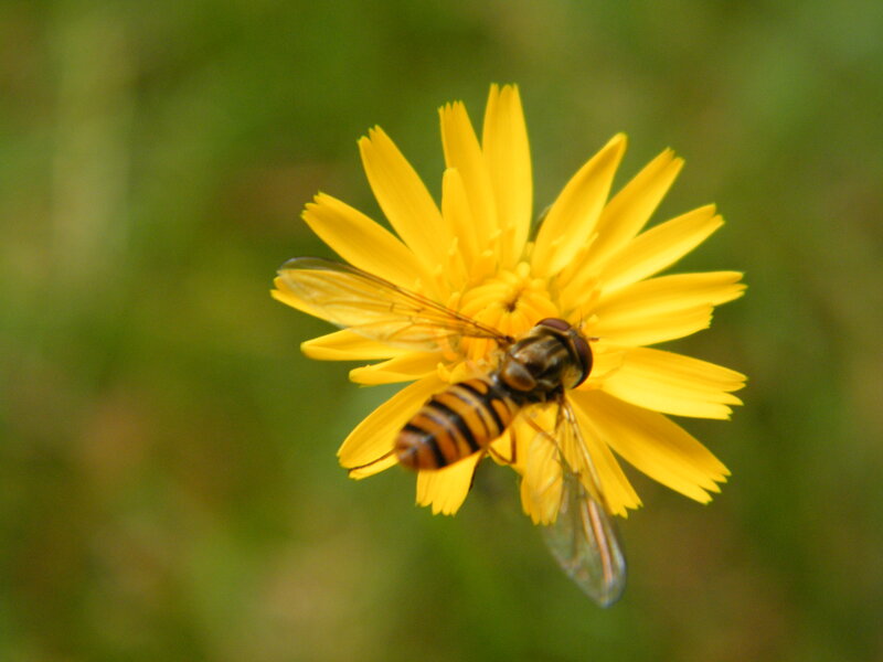 Hoverfly on Yellow Flower — Calm, Afternoon