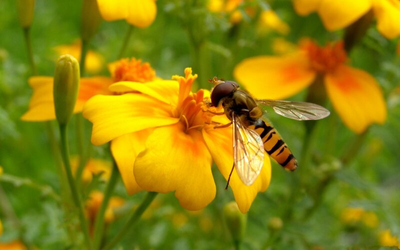 Hoverfly on Yellow Flower — Calm