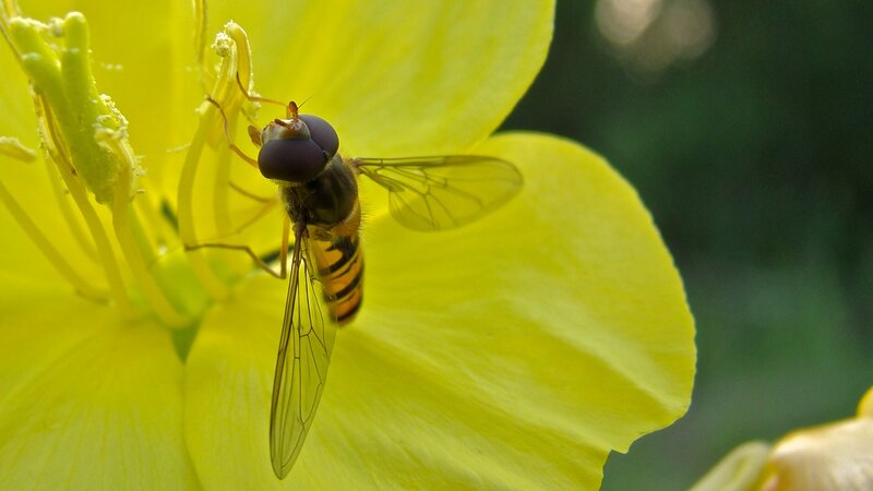 Hoverfly on Yellow Flower — Natural, Afternoon, Photograph, Insect, Petal
