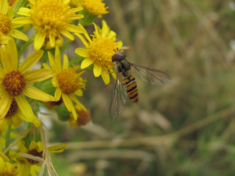 Hoverfly on Yellow Flower — Natural, Afternoon, Photograph, Insect, Plant