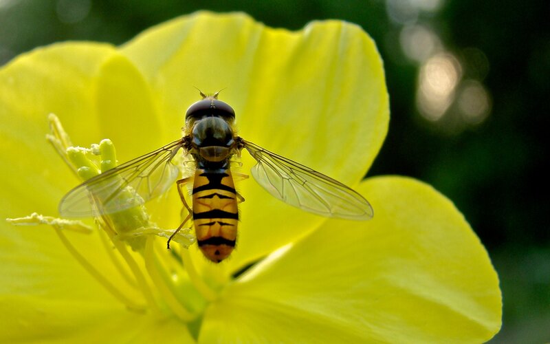 Hoverfly on Yellow Flower — Natural, Afternoon, Photograph, Insect