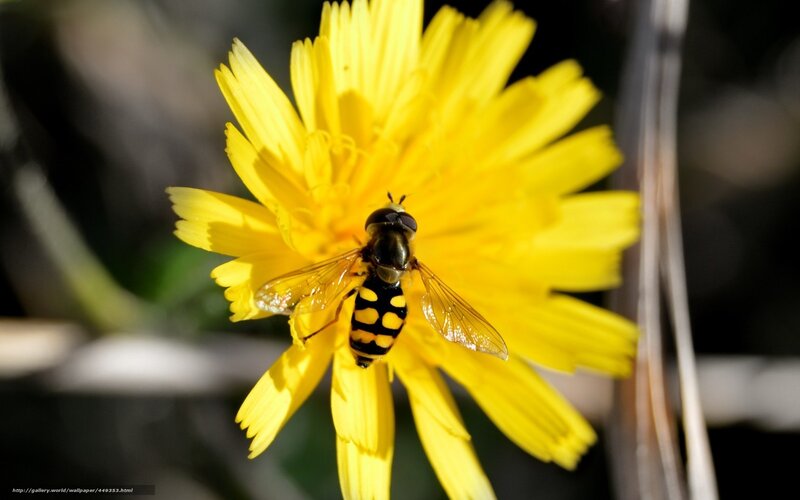 Hoverfly on Yellow Flower — Natural, Afternoon, Photograph