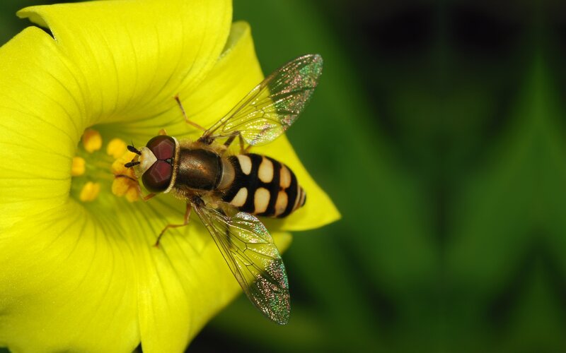 Hoverfly on Yellow Flower — Natural, Afternoon