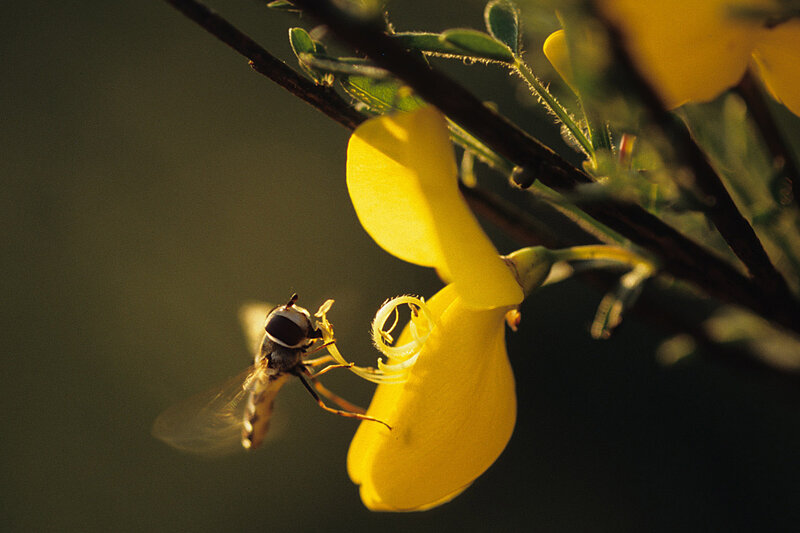Hoverfly on Yellow Flower — Natural, Sunset