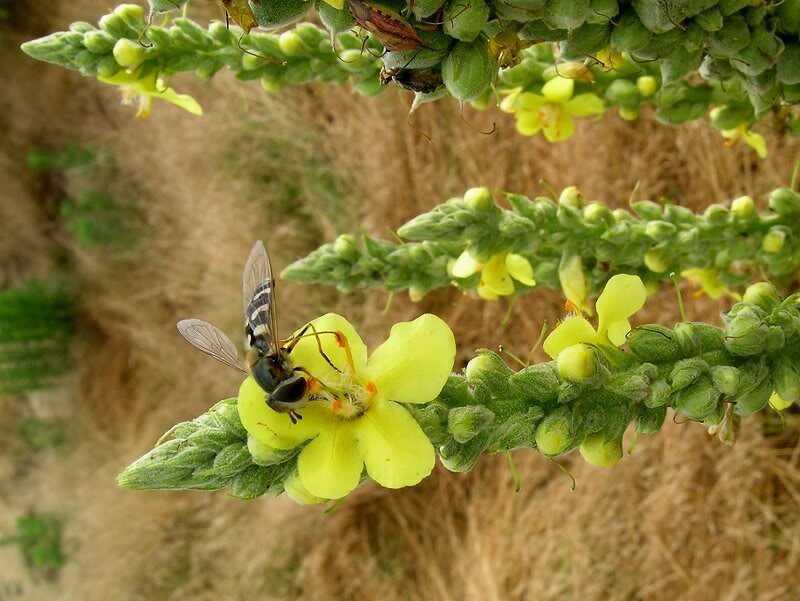Hoverfly on Yellow Flower — Natural