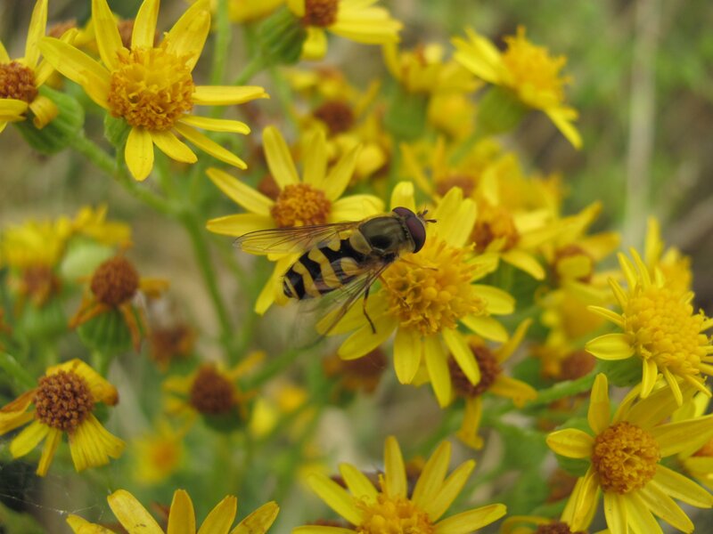 Hoverfly on yellow flowers