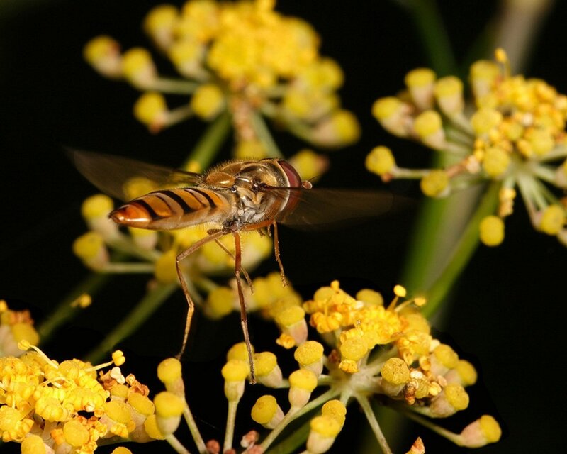 hoverfly on yellow flowers