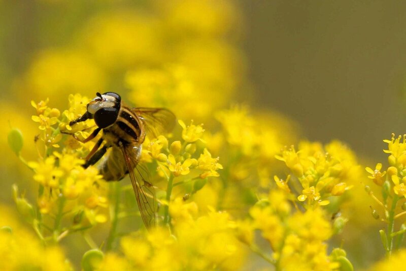 Hoverfly on Yellow Flowers — Calm, Afternoon