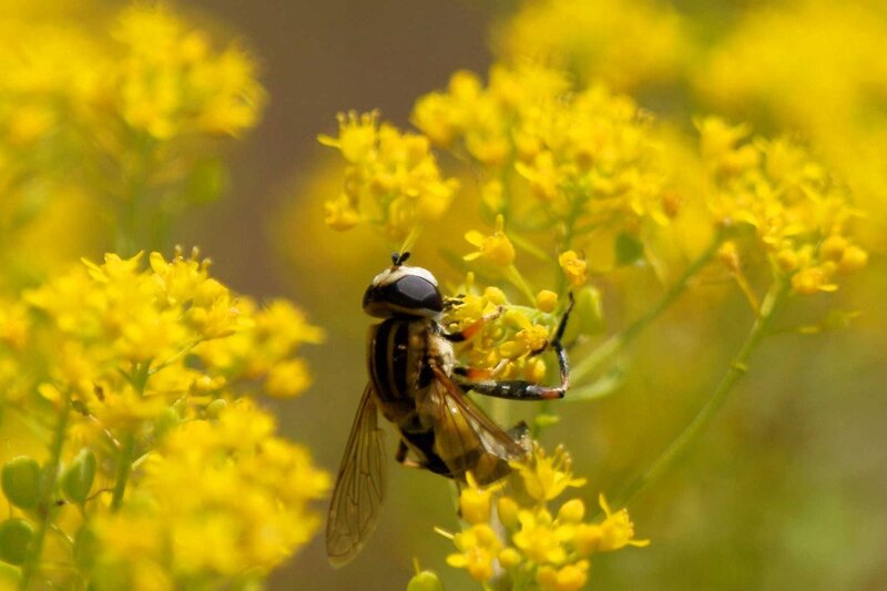 Hoverfly on Yellow Flowers — Calm