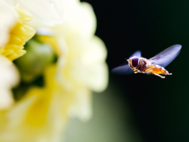 Hovering Fly Near Flower — Yellow
