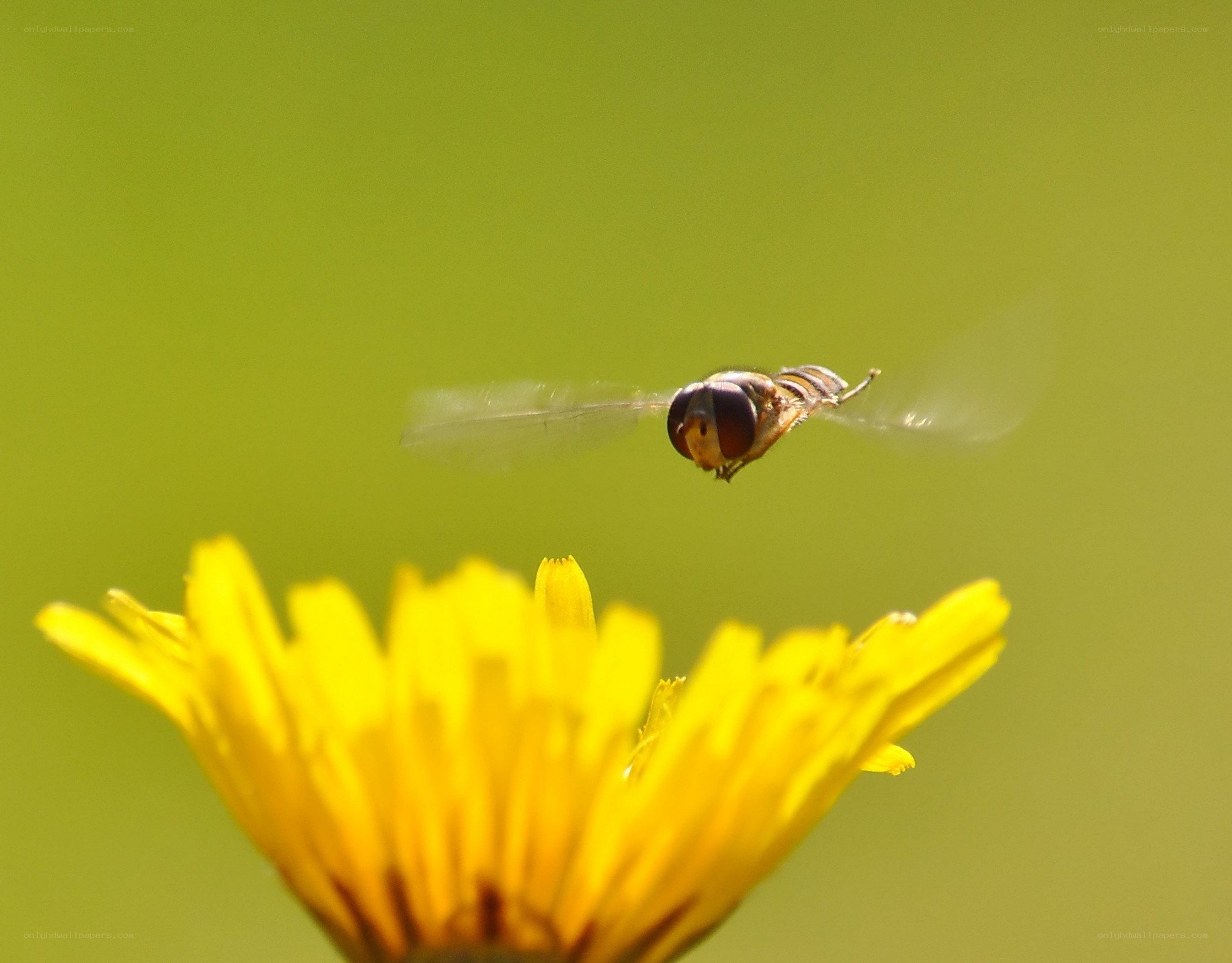 Hovering fly over dandelion