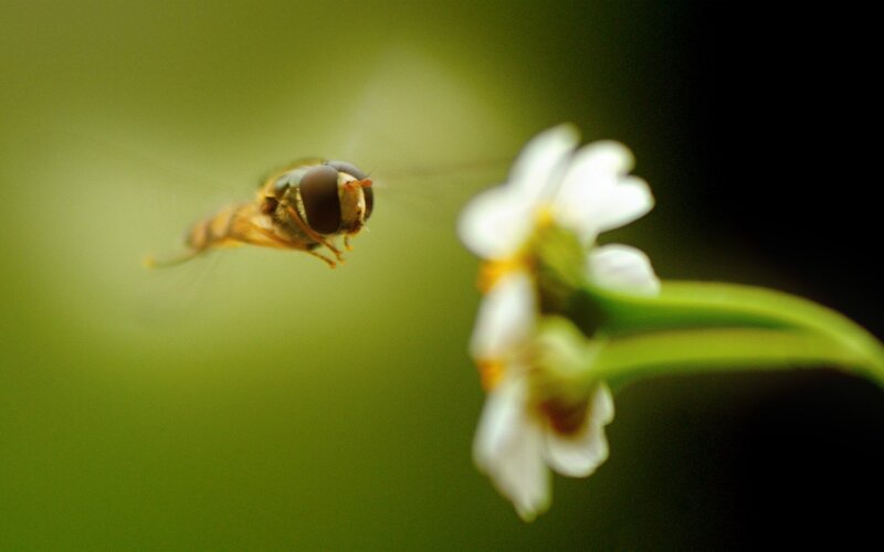 Hovering Hoverfly — Green