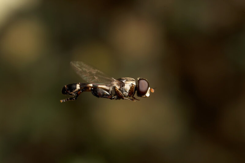 hovering hoverfly in flight