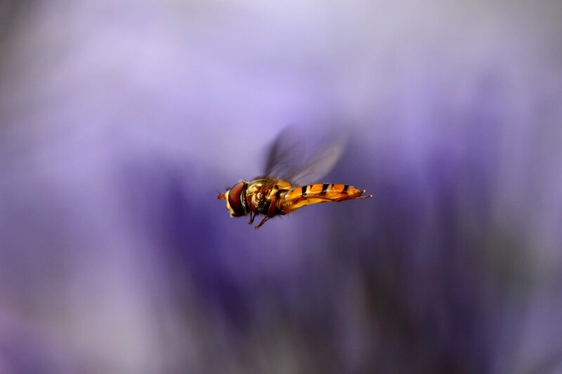 hovering hoverfly in flight