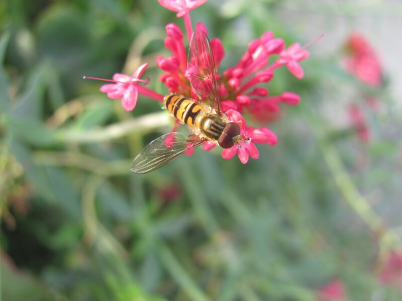 Hovering hoverfly on pink flower