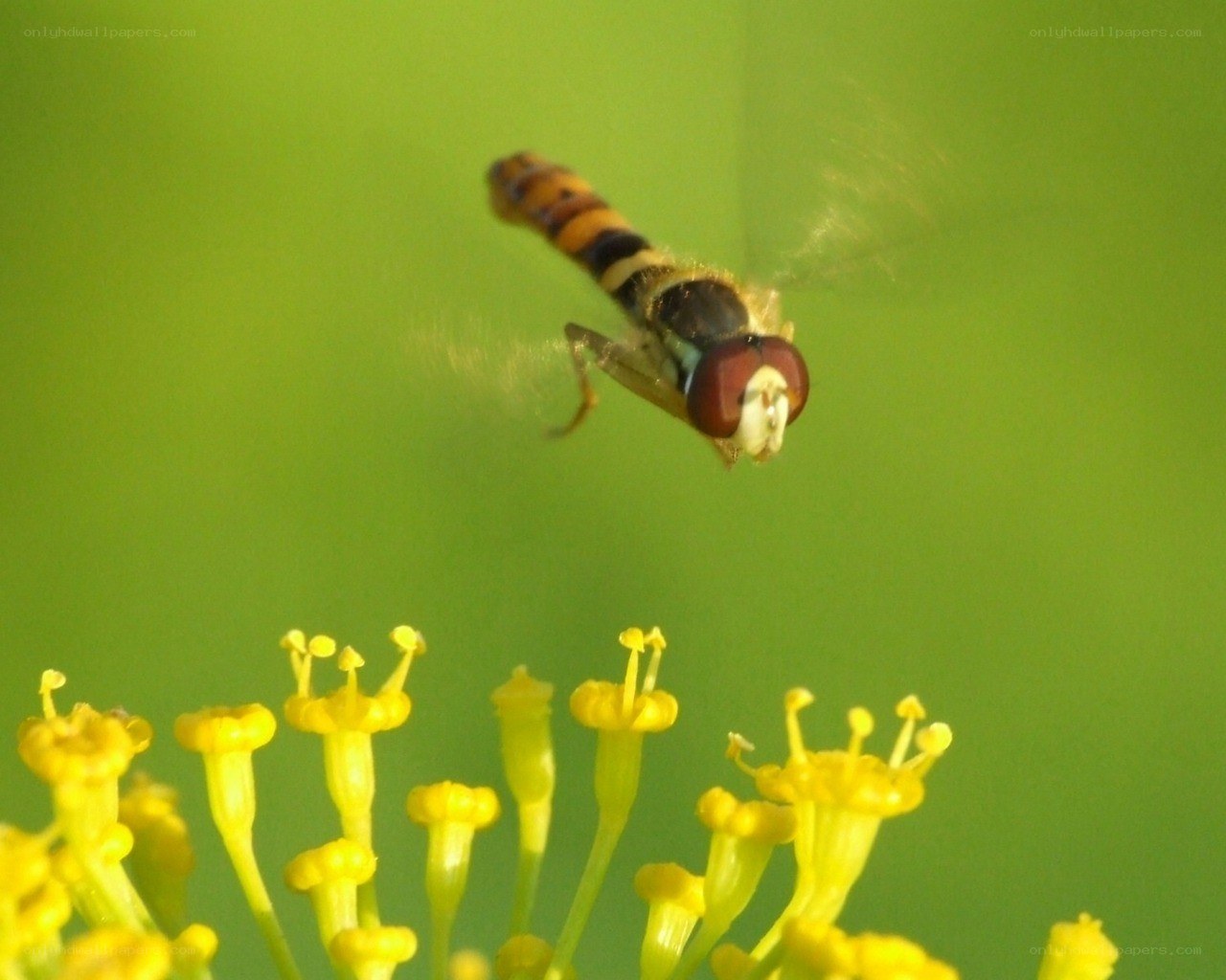 Hovering hoverfly on yellow flowers