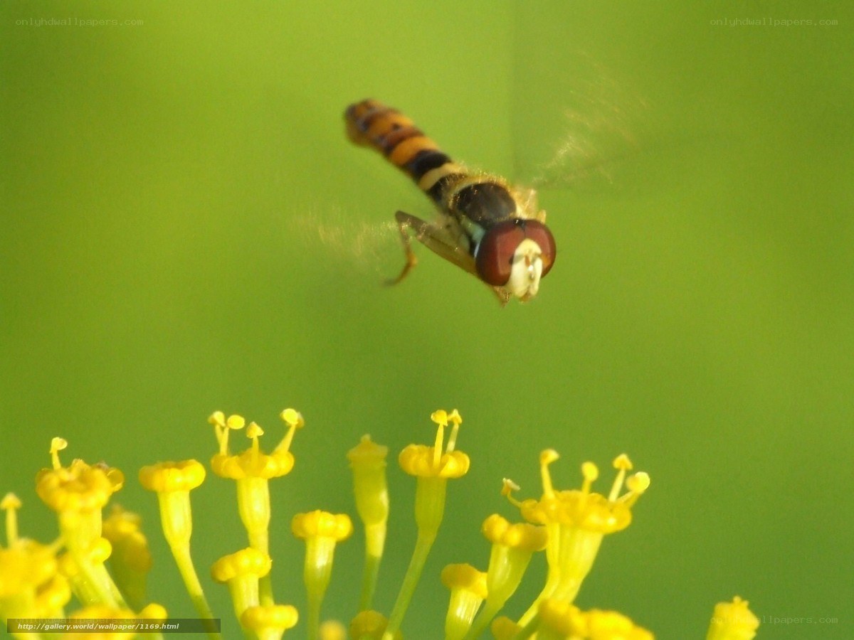 hovering hoverfly on yellow flowers