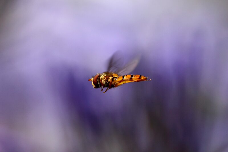 Hovering Hoverfly — Purple, Calm, Photograph