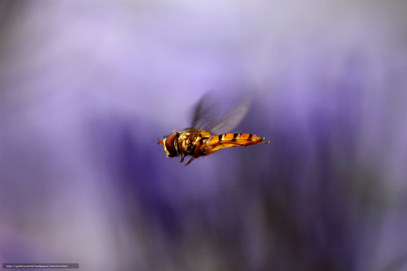 Hovering Hoverfly — Purple