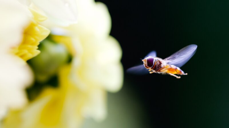 Hovering Hoverfly — Yellow, Dramatic