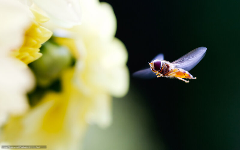 Hovering Hoverfly — Yellow, Natural