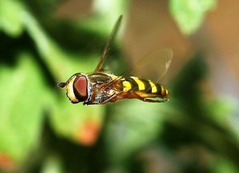 Hovering Hoverfly — Yellow