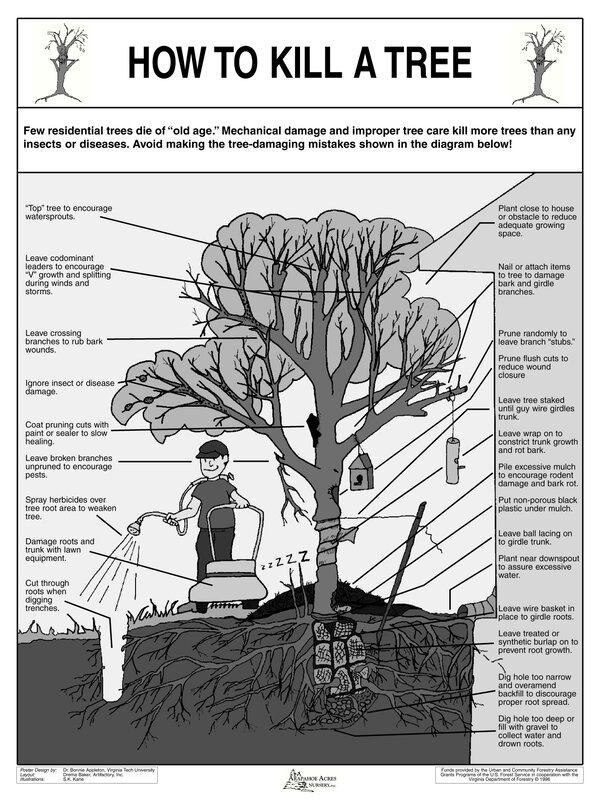 How to Kill a Tree