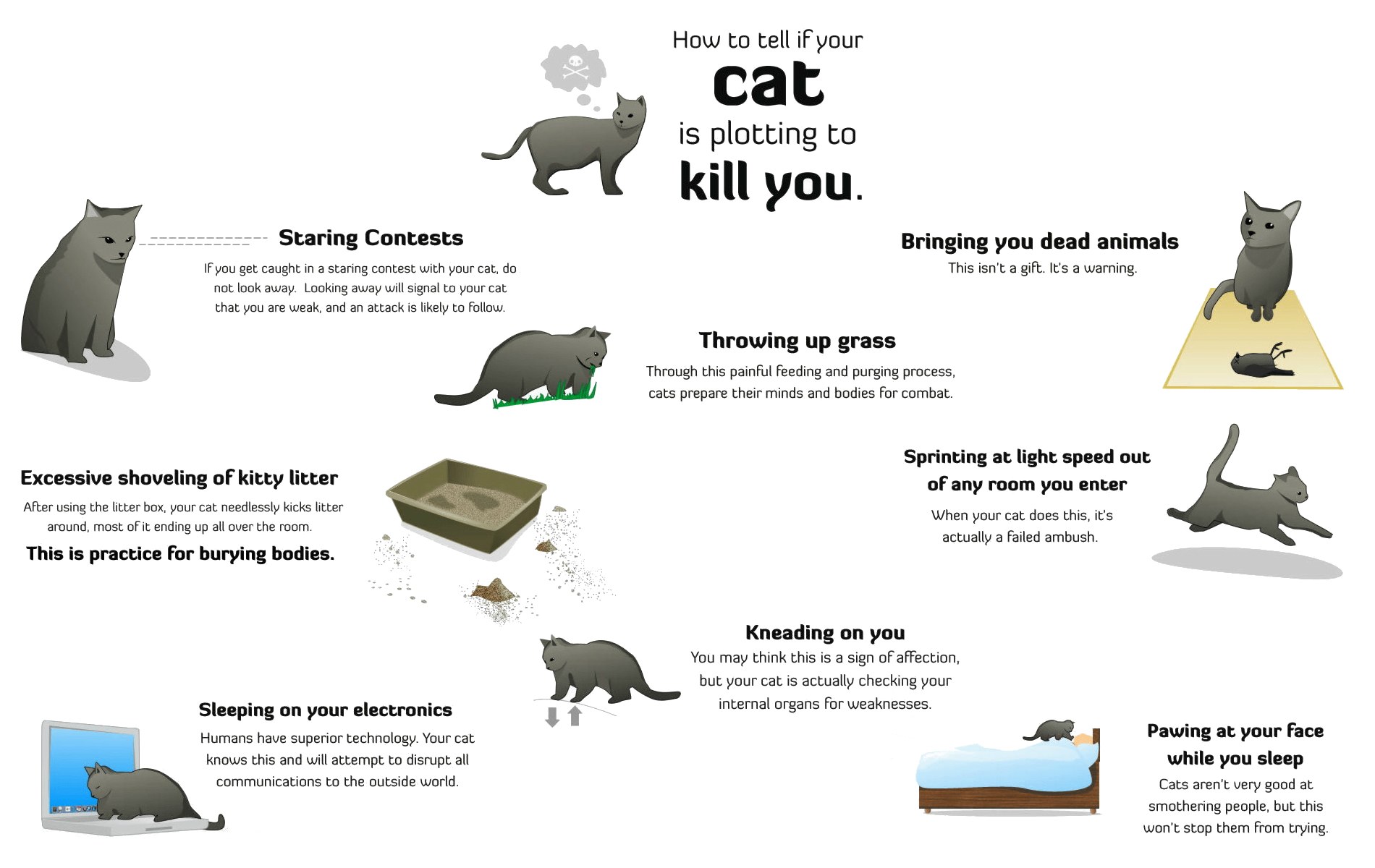 How to tell if your cat is plotting
