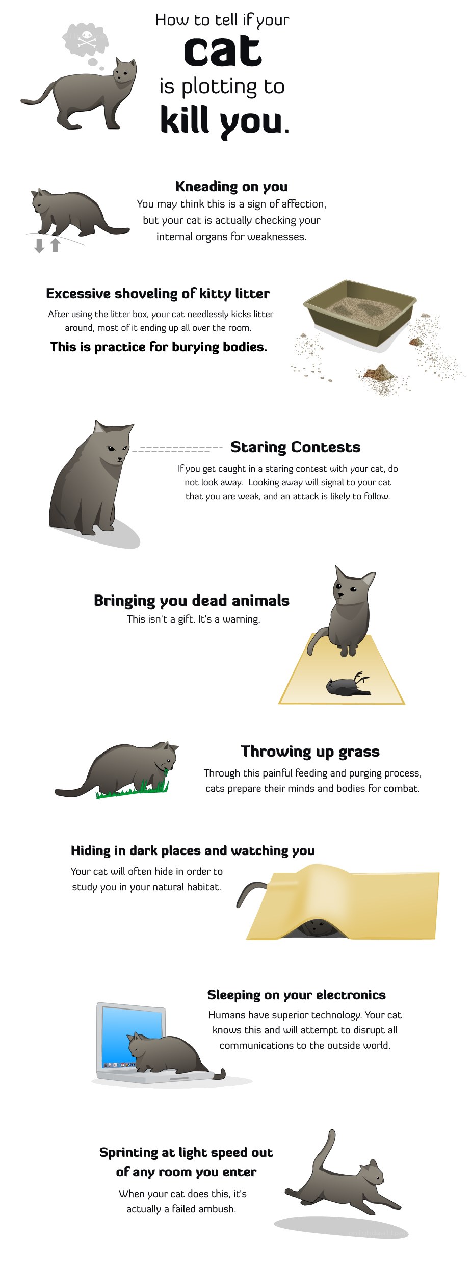 How to tell if your cat is plotting