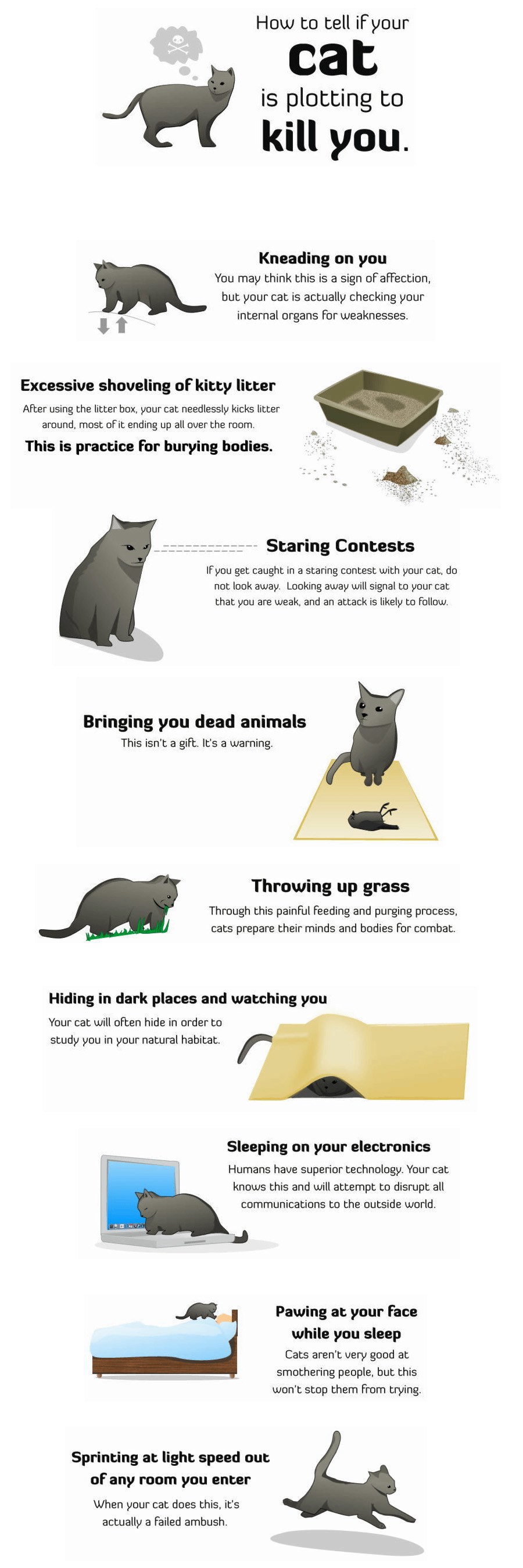 How to tell if your cat is plotting