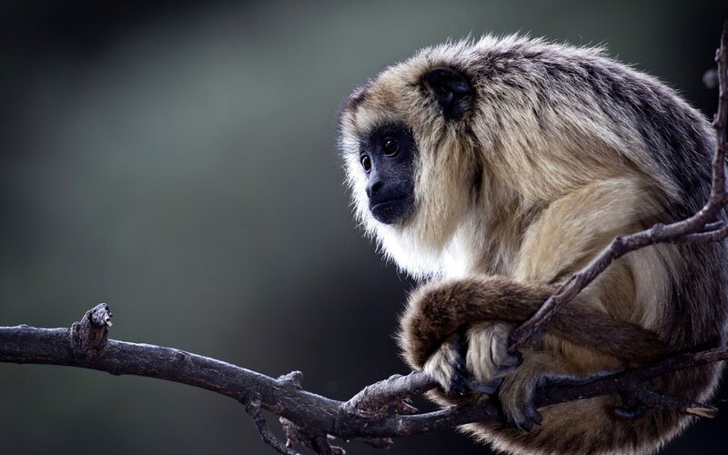 Howler Monkey on Branch