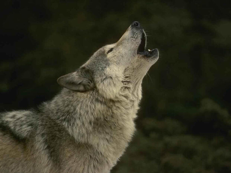 Howling Gray Wolf — Dramatic, Night, Photograph, Open Mouth