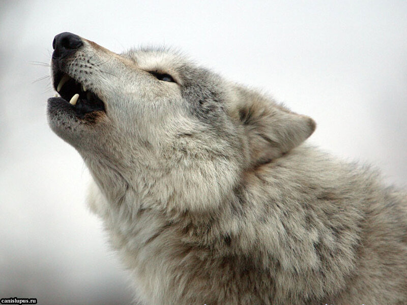 Howling Gray Wolf — Dramatic