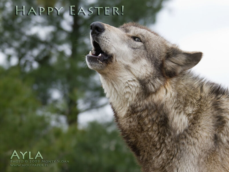 Howling Gray Wolf — Natural