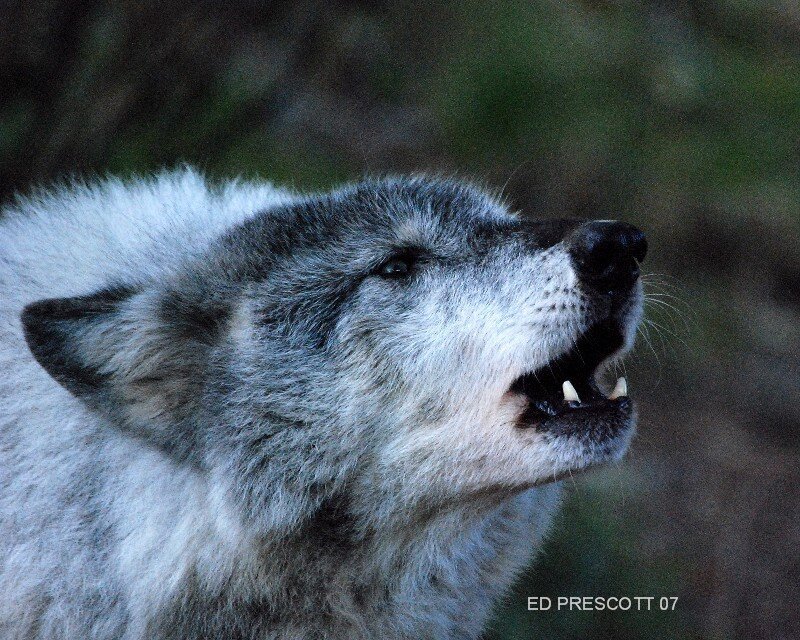 Howling Gray Wolf