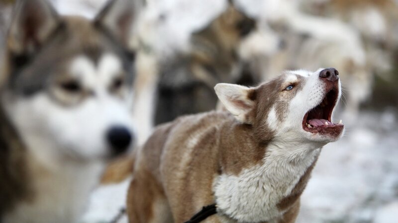 Howling Husky Dog