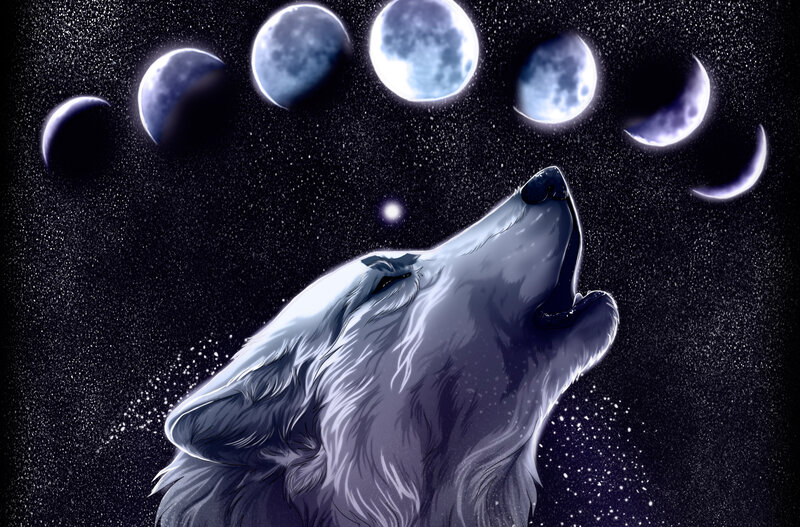 Howling White Wolf — Dramatic, Night