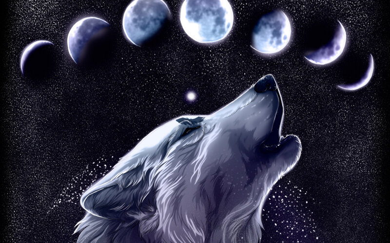 Howling White Wolf — Dramatic