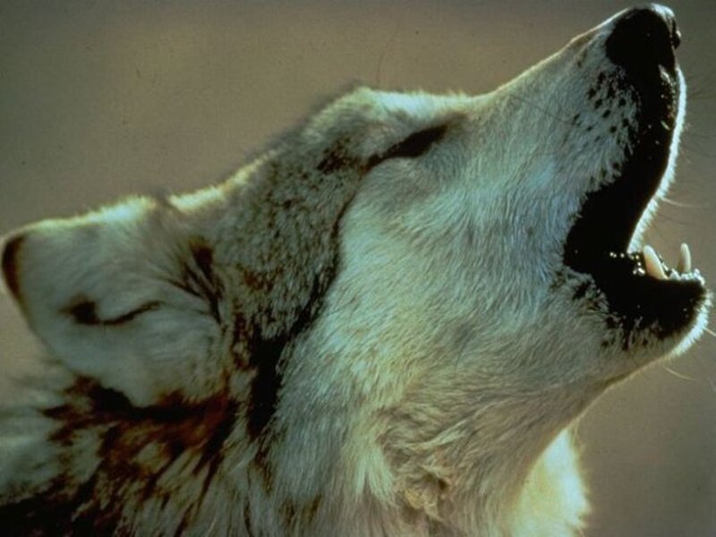 Howling White Wolf
