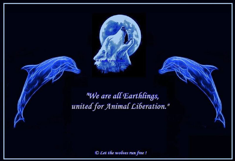 Howling Wolf and Dolphins
